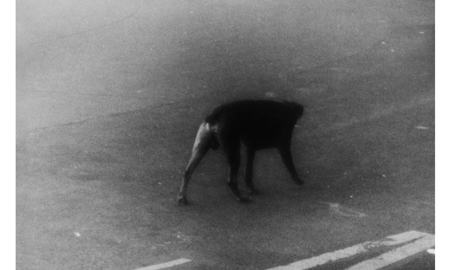 Je suis le chien Pitié