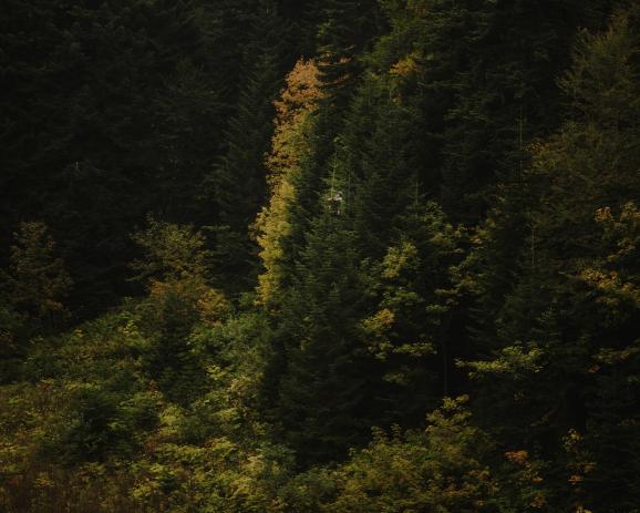  Ratcha, Georgia - A picker picking up pine cones.