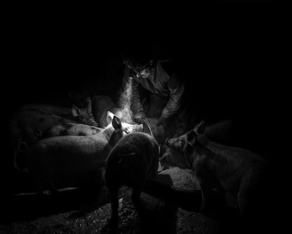 Aux alentours de 5h du matin, Manuel David nourrit avec des céréales bios sa quarantaine de cochons élevés en plein air sur sa propriété à proximité de Rosnoën en Bretagne. 