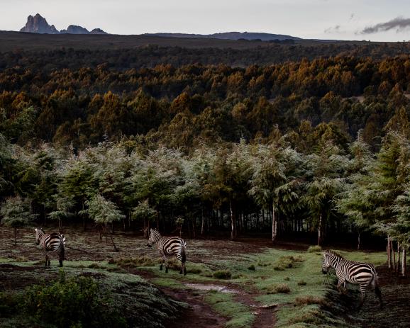 Zebras walk on the lower parts of Mount Kenya, with the peaks visible in the background, in Kenya, on August 16, 2022.