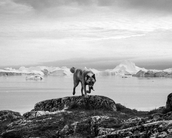 Un chien polaire groenlandais devant le fjord majestueux d’Ilulissat. Les pêcheurs de la région utilisent le traîneau à chiens en hiver pour pêcher. Mais depuis deux ans, la banquise sur la mer ouverte est trop fine pour être praticable. Et les chiens sou